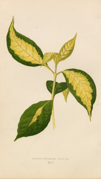 爱德华·洛- 1868年美丽的叶子植物- Graptophyllum图片印刷图片下载