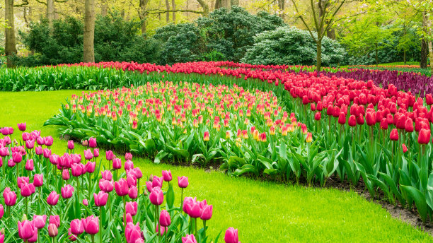 理想的园林风景照片。阿姆斯特丹库肯霍夫花园中令人惊叹的郁金香。完美的草坪靠近花坛。公园园林绿化的想法。仙女花园里春天的球茎花。图片下载