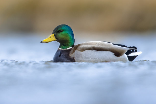 在湿地水中游泳的雄绿头鸭图片下载