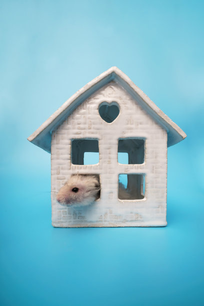 一只仓鼠从玩具屋里爬了出来图片下载