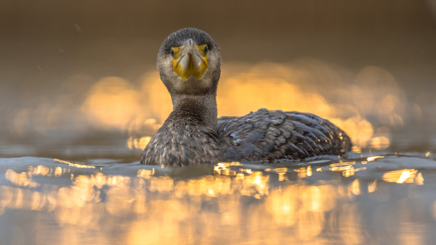 大鸬鹚在夕阳下的倒影图片下载
