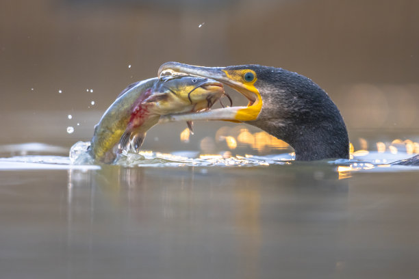 大鸬鹚吃黑牛头鱼图片下载
