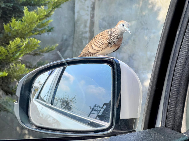 一只鸟坐在汽车后视镜上的照片。图片下载