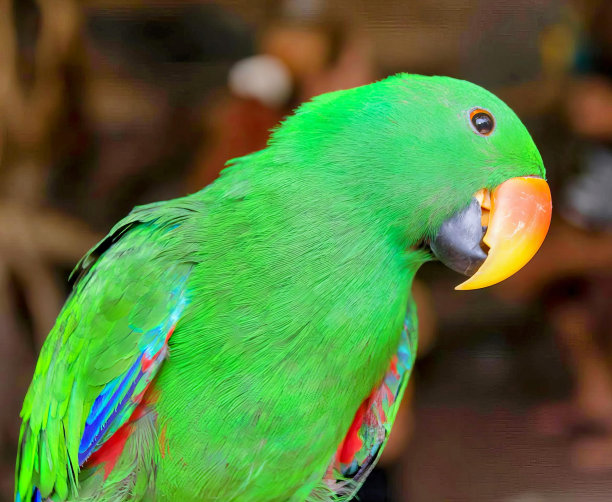一张鹦鹉的照片，它的羽毛是亮绿色和红色的。图片下载