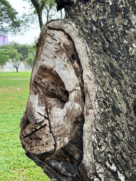 特写图片，糟糕的树木手术修剪，愈合不良的分支愈伤组织，腐烂修剪疤痕，重点在前景图片下载