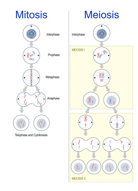 细胞分裂。有丝分裂和减数分裂图片下载
