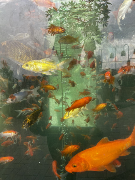 一群锦鲤图片下载