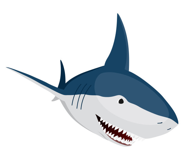 鲨鱼。海洋捕食鱼的性格。水下野生动物或海洋动物。卡通平面孤立图标在白色背景。矢量图图片下载