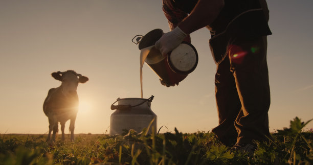 日落时分，农夫将牛奶倒入罐中，背景是牧场上的一头奶牛图片下载