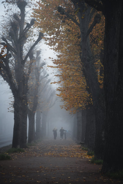 这张照片是雾天里公园里的一条小路图片下载