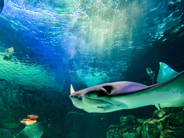 水族馆里的黄貂鱼。水下世界。海洋生物图片下载