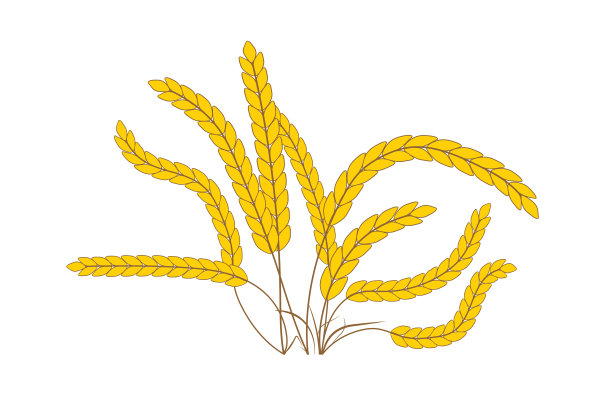 小麦或大麦的穗。水稻穗。生长稻秆。矢量图图片下载