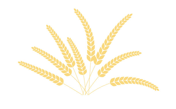 水稻穗。小麦黑麦稻穗孤立在白色背景上。水稻有机粮食。矢量图图片下载