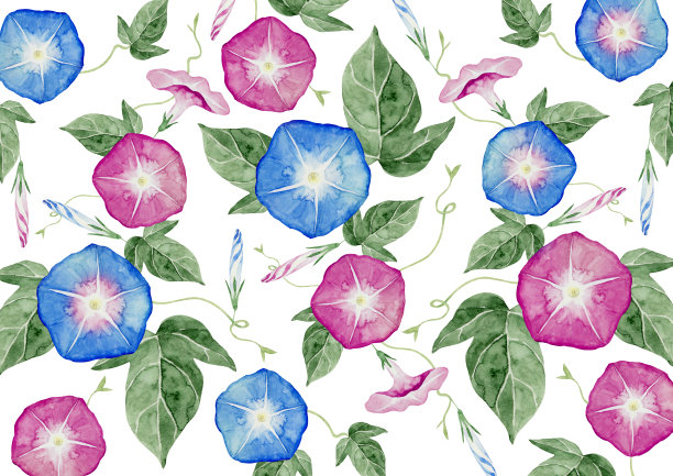 牵牛花水彩插画背景图案图片下载