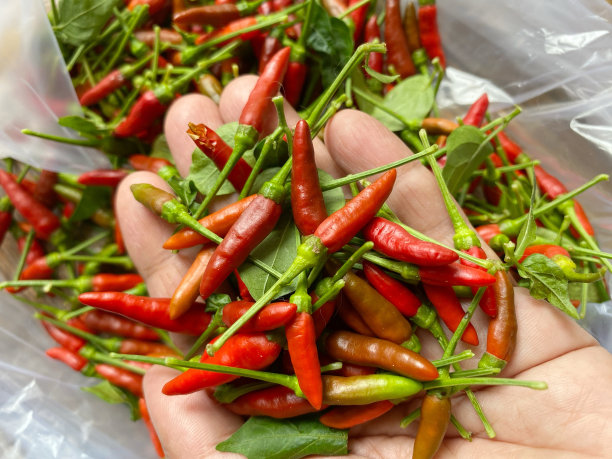 一堆摘下来的红辣椒图片下载