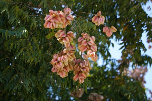 以色列秋季的蓝花楹树枝果实图片下载