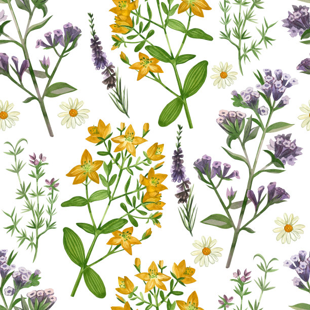 水彩的模式。草甸草和花紫锥菊，金丝桃科，石南，洋甘菊，牛至手绘水彩画。适用于纸张、织物、剪贴簿、图案、纺织品的印刷图片下载