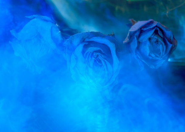 轻画，照片干燥，枯萎的粉红色玫瑰，花瓣纹理明显，轻画图片下载