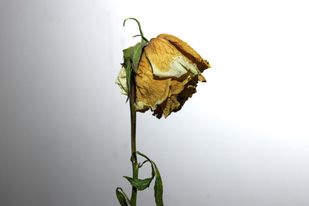 带茎的干红玫瑰肖像图片下载