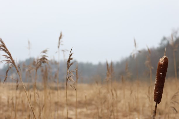 非常漂亮的瑞典原始自然特写。完美的环境背景图片。图片下载