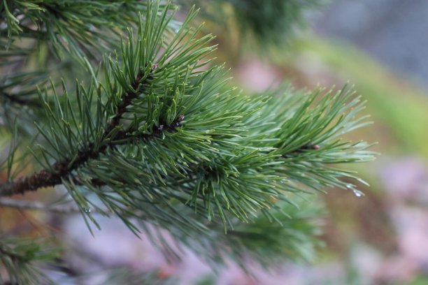 非常漂亮的瑞典原始自然特写。完美的环境背景图片。图片下载