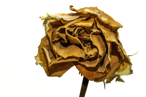 干红玫瑰的肖像图片下载