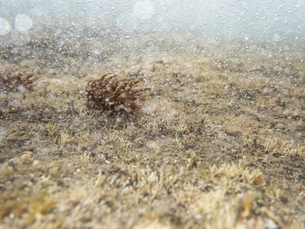 海洋植物图片下载