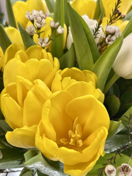黄色的郁金香和绿色的叶子。副本的空间。花的背景。垂直的照片。图片下载