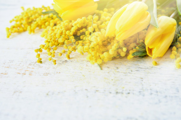 含羞草和郁金香春花复活节或逾越节家宴白色木制背景与阳光和眩光。母亲节贺卡，3月8日，逾越节快乐或复活节背景。模拟。图片下载