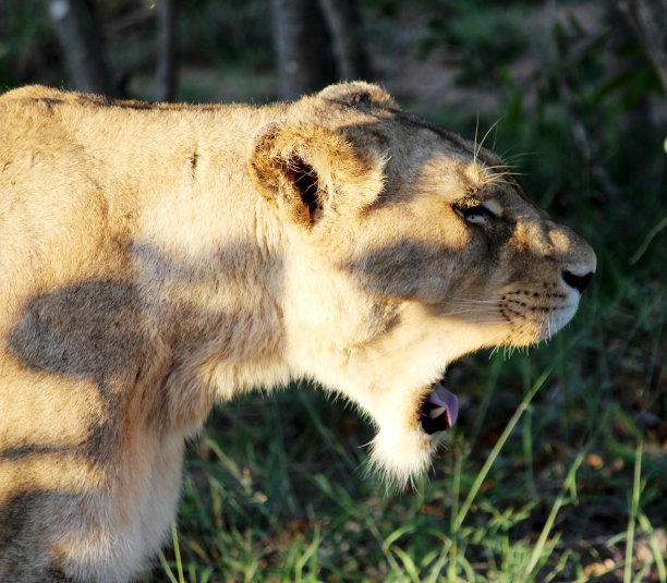 在克鲁格国家公园休息的非洲狮(Panthera leo):(图片来源:Sanjiv Shukla)图片下载