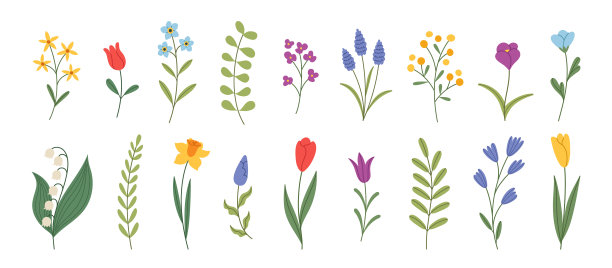 一套野生和花园的花。春夏系列。盛开的季节。郁金香，水仙花，番红花，麝香草，铃兰。手绘花卉元素。矢量插图。图片下载