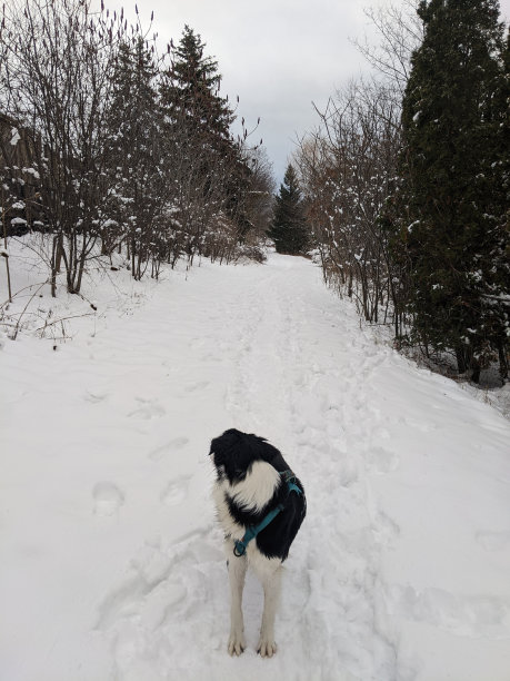 一只边境牧羊犬走在森林里的小路上图片下载