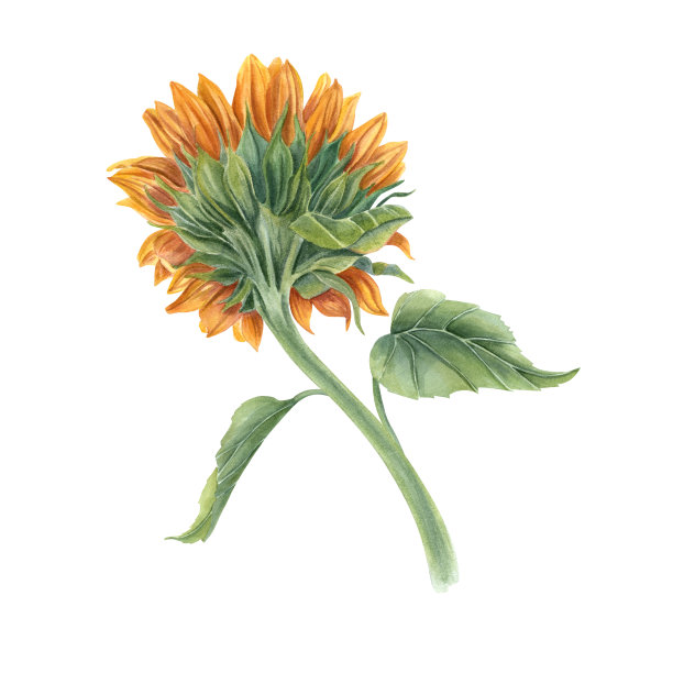 单向日葵在茎上。野黄花。花头，叶。乡村风格。水彩插图孤立的白色背景。后视图。用于卡片、请柬、装饰图片下载