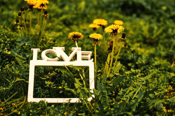 复古的照片。白色边框上刻着“爱”的字样。绿色的草地,蒲公英图片下载