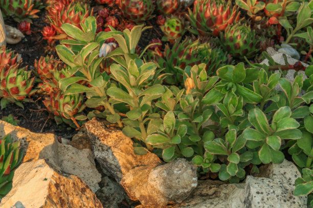 石头上的菊石和史前动物化石图片下载