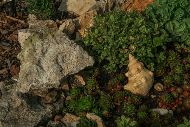 石头上的菊石和史前动物化石图片下载