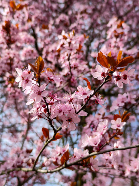 美丽的樱花。图片下载