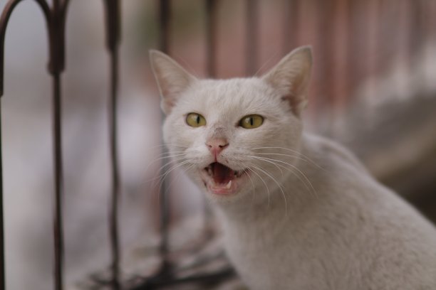 那只猫图片下载