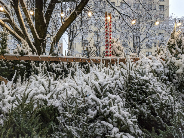 白雪覆盖的圣诞装饰图片下载