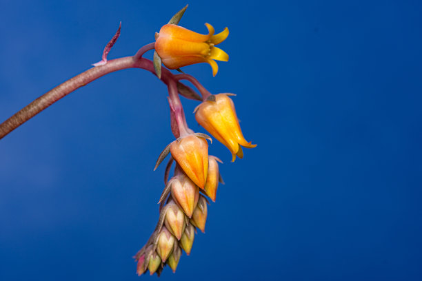 彩虹蜈蚣草。特写异国情调的热带花。色彩鲜艳的照片，清新的春花在孤立的背景图片下载