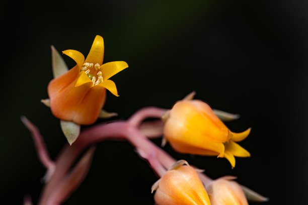 彩虹蜈蚣草。特写异国情调的热带花。色彩鲜艳的照片，清新的春花在孤立的背景图片下载