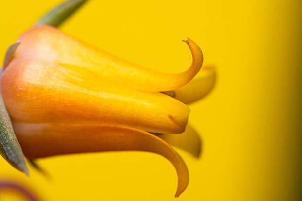 彩虹蜈蚣草。特写异国情调的热带花。色彩鲜艳的照片，清新的春花在孤立的背景图片下载