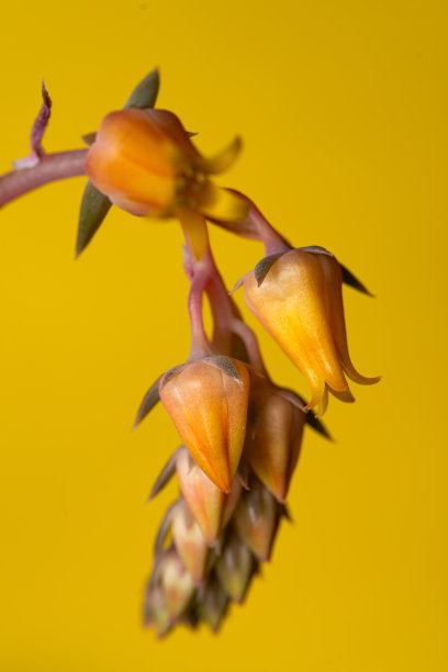 彩虹蜈蚣草。特写异国情调的热带花。色彩鲜艳的照片，清新的春花在孤立的背景图片下载