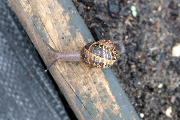 花园蜗牛(Cornu aspersum)在雨天享受户外生活:(图片来源:Sanjiv Shukla)图片下载