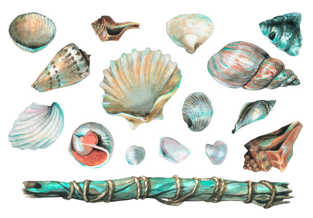 各种贝壳和木棒的水彩插图。很多贝壳用于室内装饰，沙滩。用于明信片、海报、服装、家居装饰的装饰设计图片下载