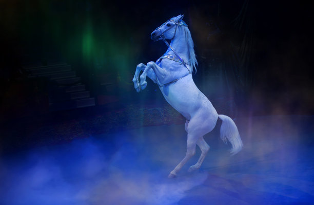 一匹白色的马戏马在舞台灯光的蓝光下表演。图片下载
