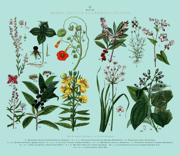 草本和开花植物，植物王国，维多利亚植物插图，大约1853年图片下载