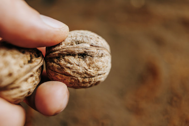 一个农民的手拿着一把土豆种子的特写照片，图片下载