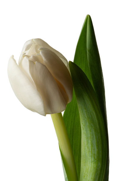 白色背景上的白色郁金香微距照片图片下载
