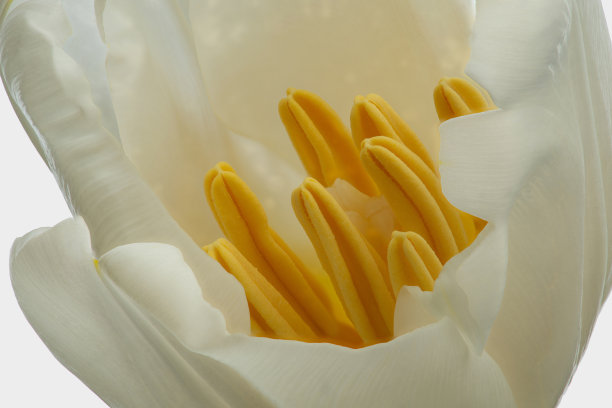 白色背景上的白色郁金香微距照片图片下载